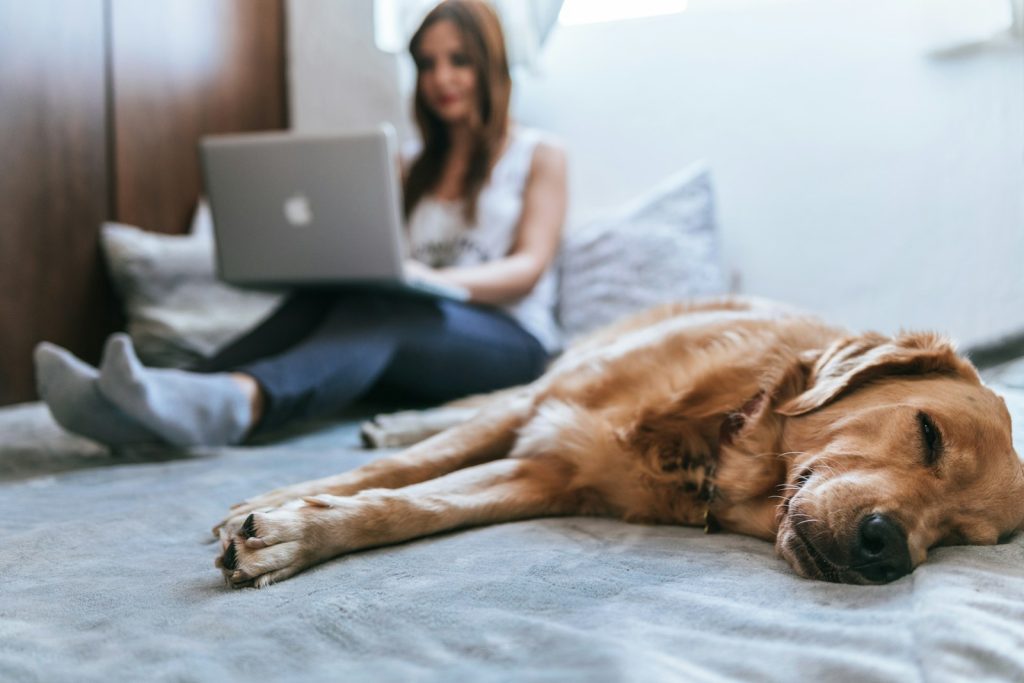 work from home jobs online at amazon